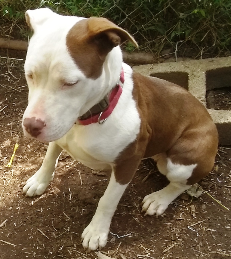 Valerie Fostering in Norwalk CT. LOVES playing with Dogs. Cat Friendly photo 4