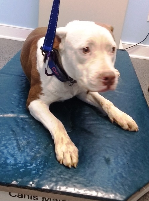 Valerie Fostering in Norwalk CT.  LOVES playing with Dogs. Cat Friendly photo 1
