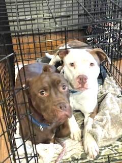 Valerie Fostering in Norwalk CT. LOVES playing with Dogs. Cat Friendly photo 3