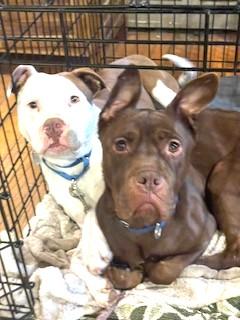 Valerie Fostering in Norwalk CT. LOVES playing with Dogs. Cat Friendly photo 2