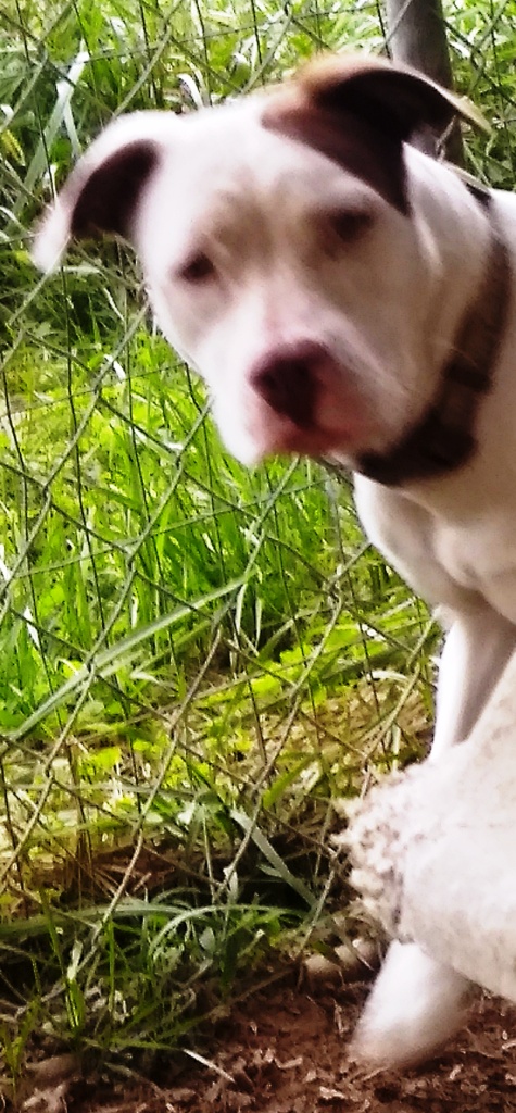 Valerie Fostering in Norwalk CT. LOVES playing with Dogs. Cat Friendly photo 5