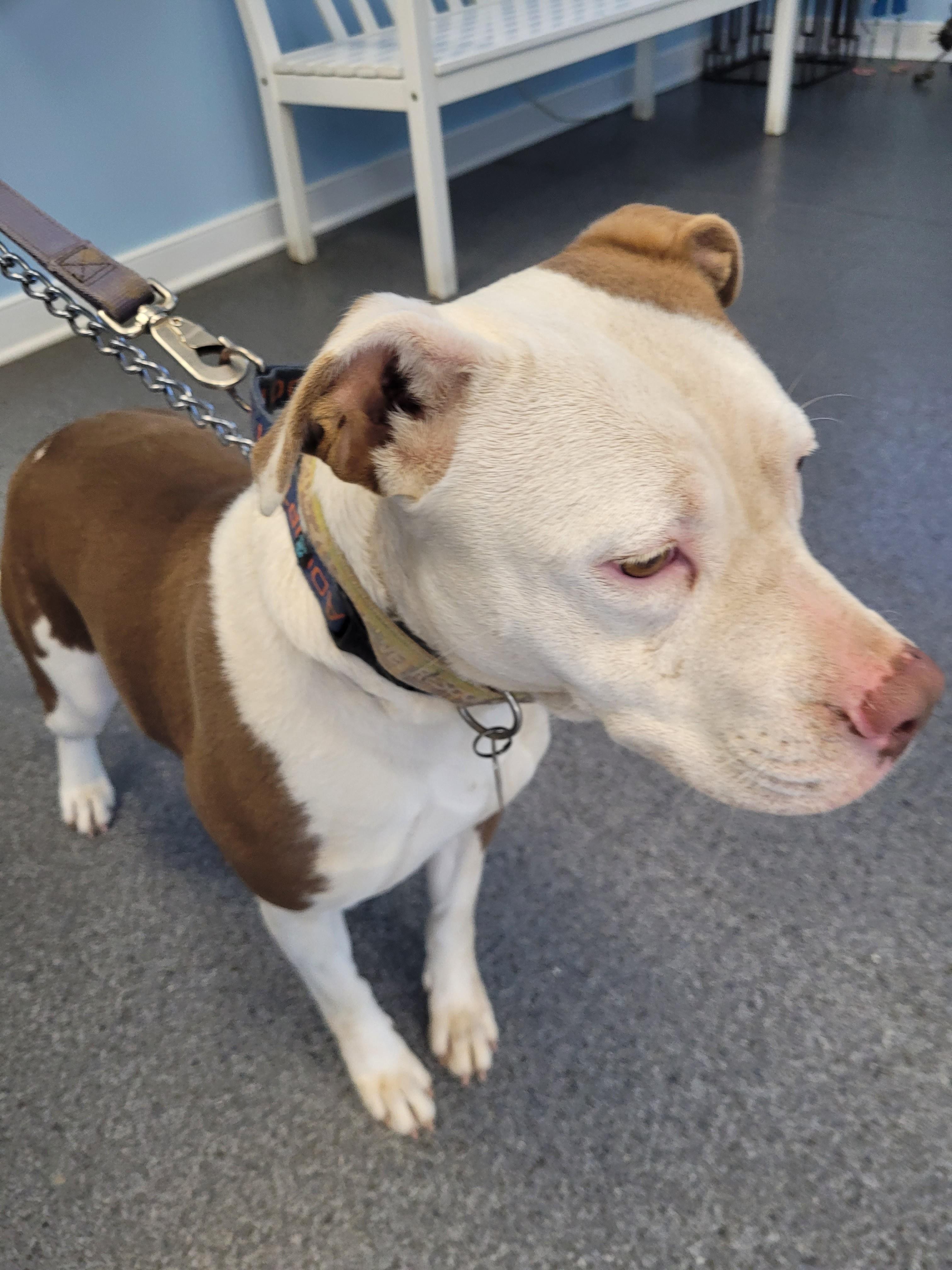 Valerie Fostering in Norwalk CT. LOVES playing with Dogs. Cat Friendly photo 6