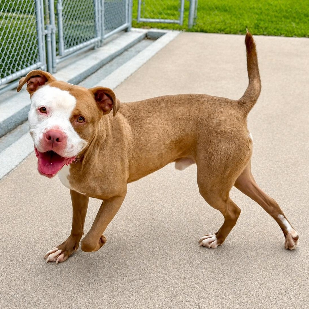 Enlarge Malachi, a Adoptable Mixed Breed in Eureka, IL image 2/3