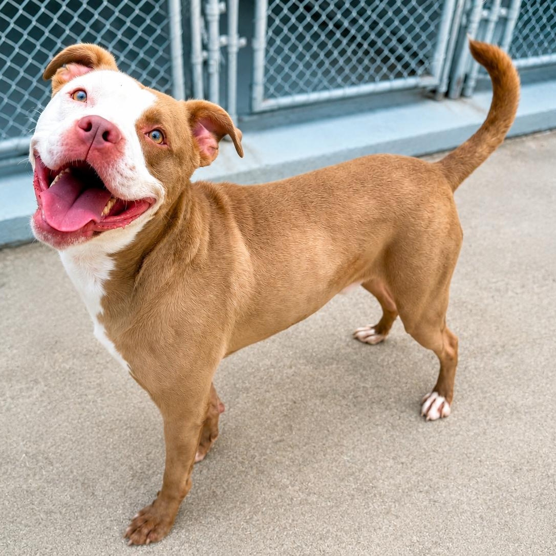 Malachi, Adoptable, Adult Male Mixed Breed.