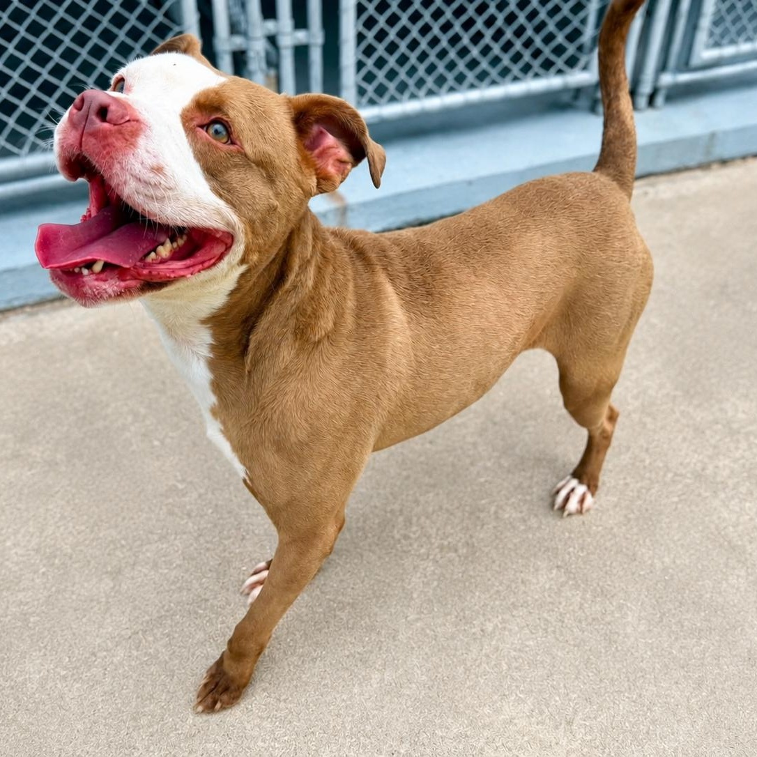 Enlarge Malachi, a Adoptable Mixed Breed in Eureka, IL image 3/3