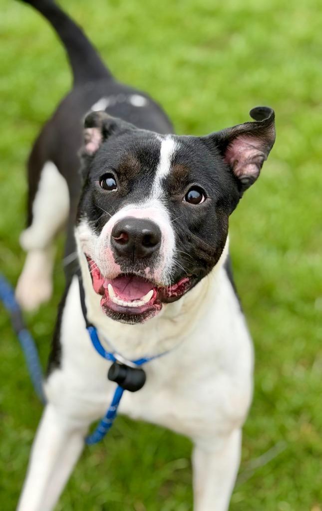Enlarge HADLEY, a Adoptable Terrier in Wintersville, OH image 1/6
