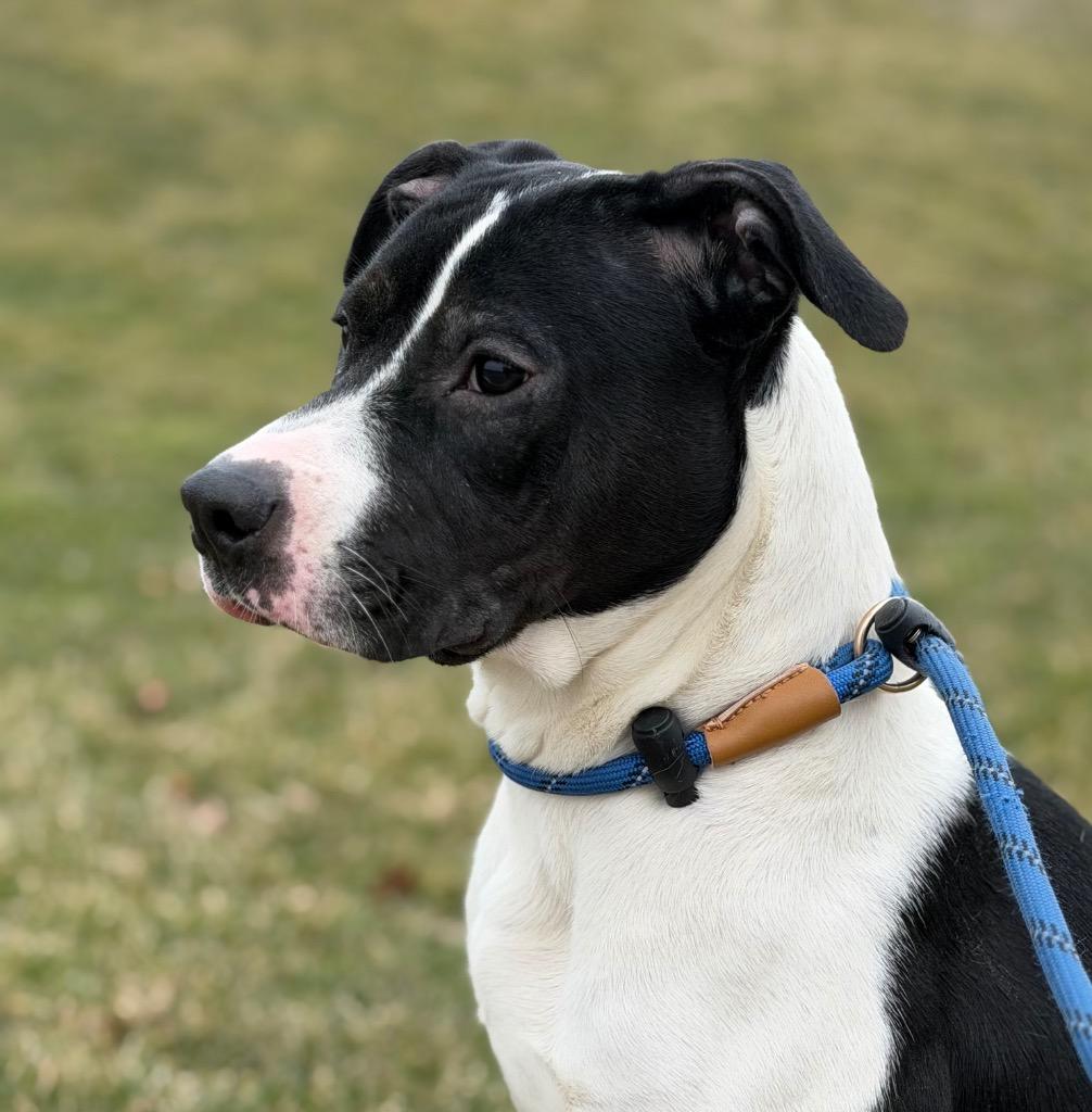 HADLEY, Adoptable, Young Female Terrier.