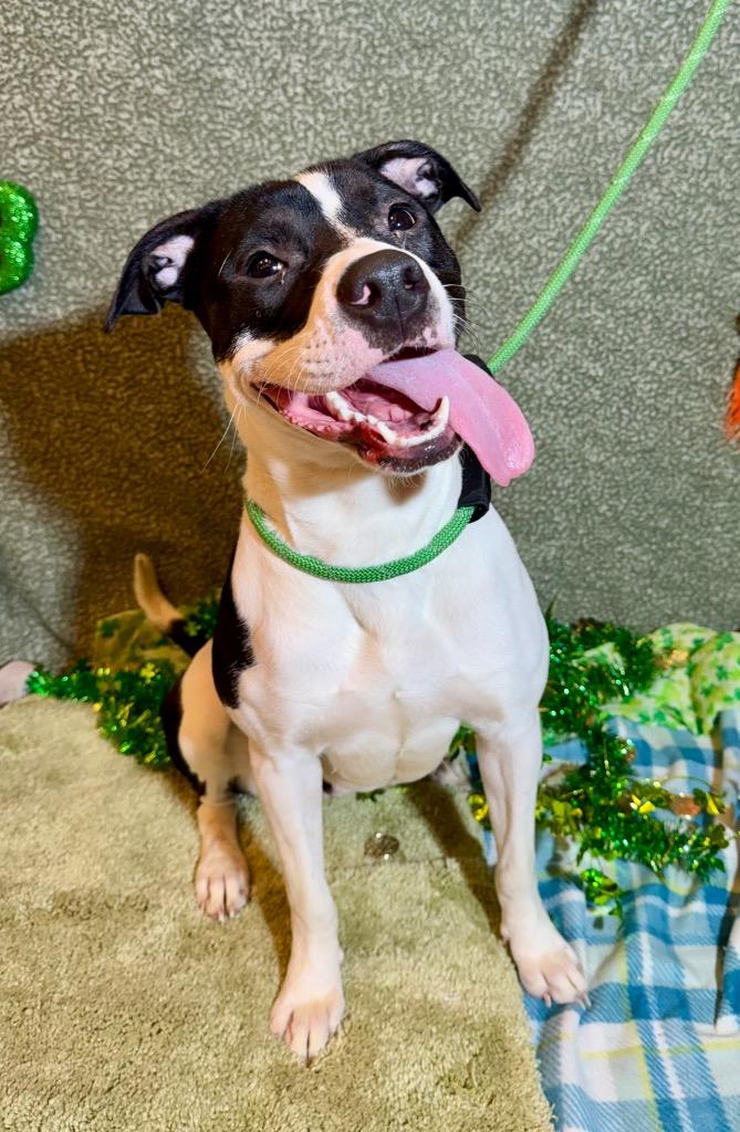 Enlarge HADLEY, a Adoptable Terrier in Wintersville, OH image 2/6