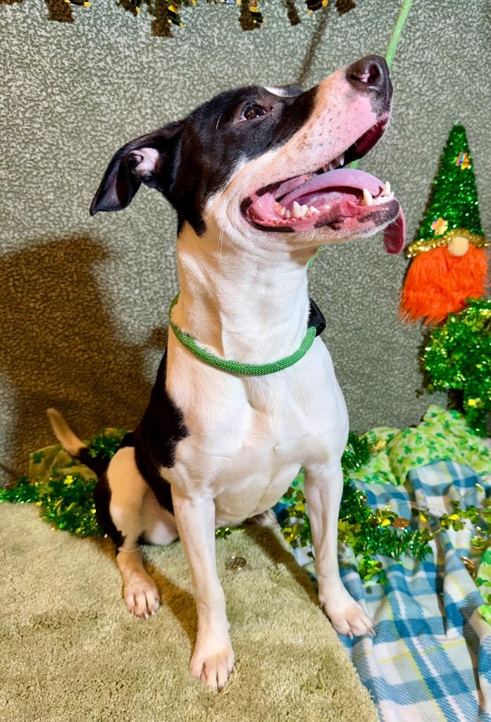 Enlarge HADLEY, a Adoptable Terrier in Wintersville, OH image 3/6