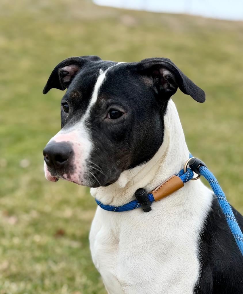 Enlarge HADLEY, a Adoptable Terrier in Wintersville, OH image 4/6