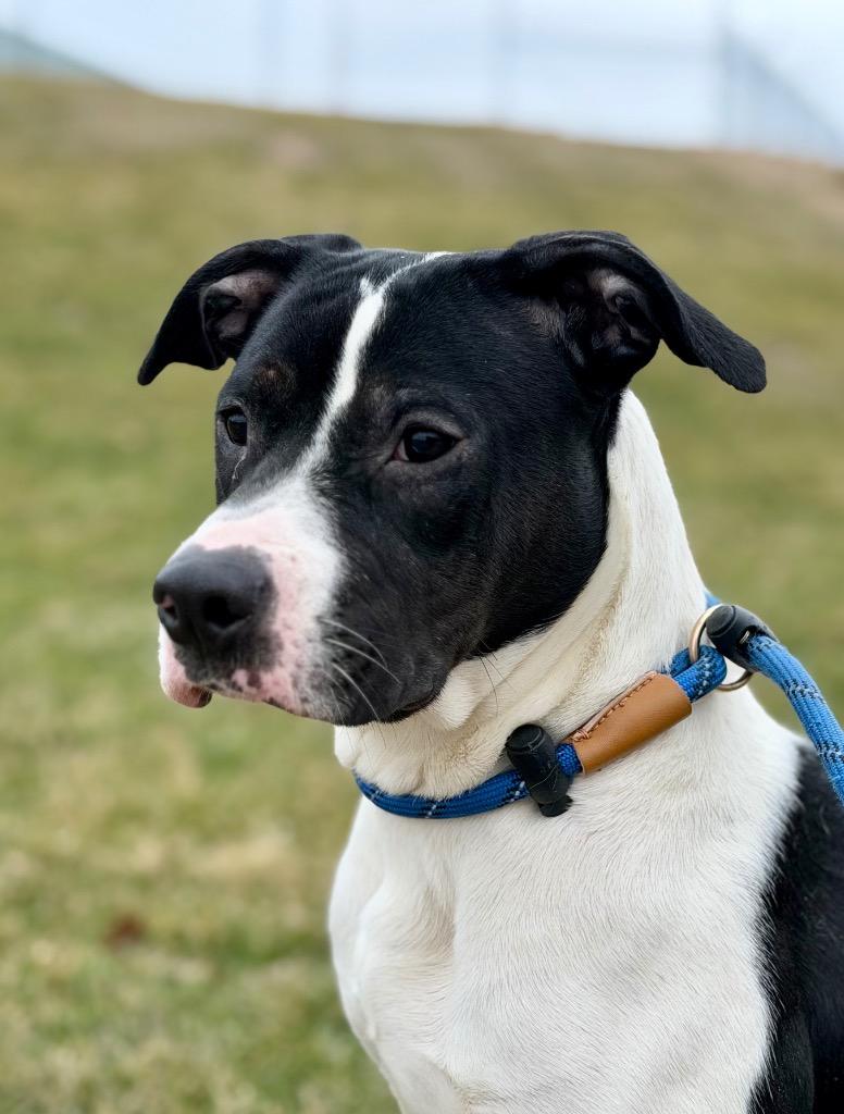 Enlarge HADLEY, a Adoptable Terrier in Wintersville, OH image 5/6