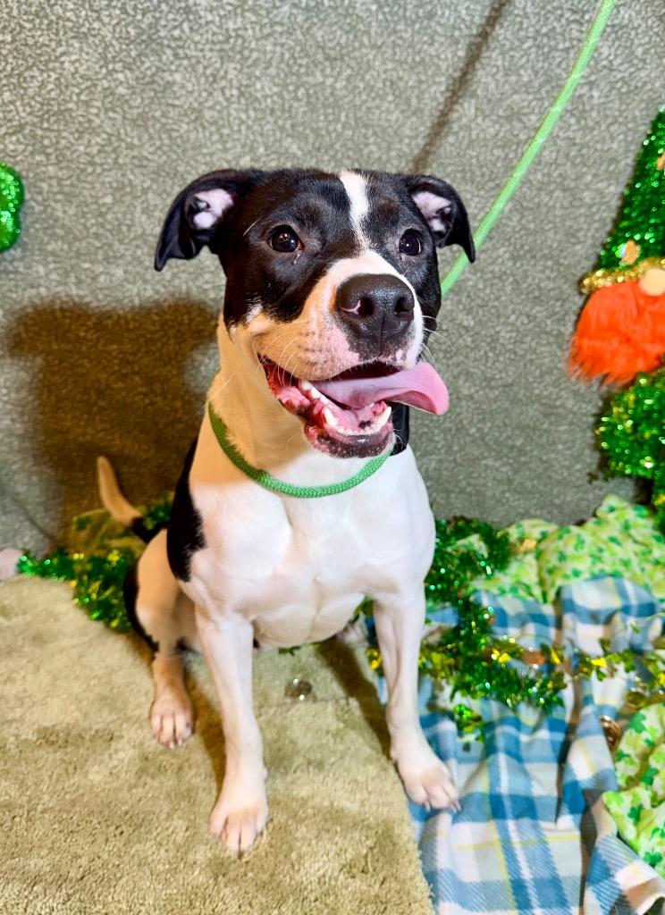 Enlarge HADLEY, a Adoptable Terrier in Wintersville, OH image 6/6