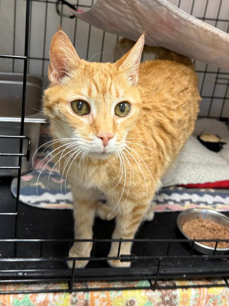 Bailey (Rowan), Adoptable, Senior Male Domestic Short Hair.