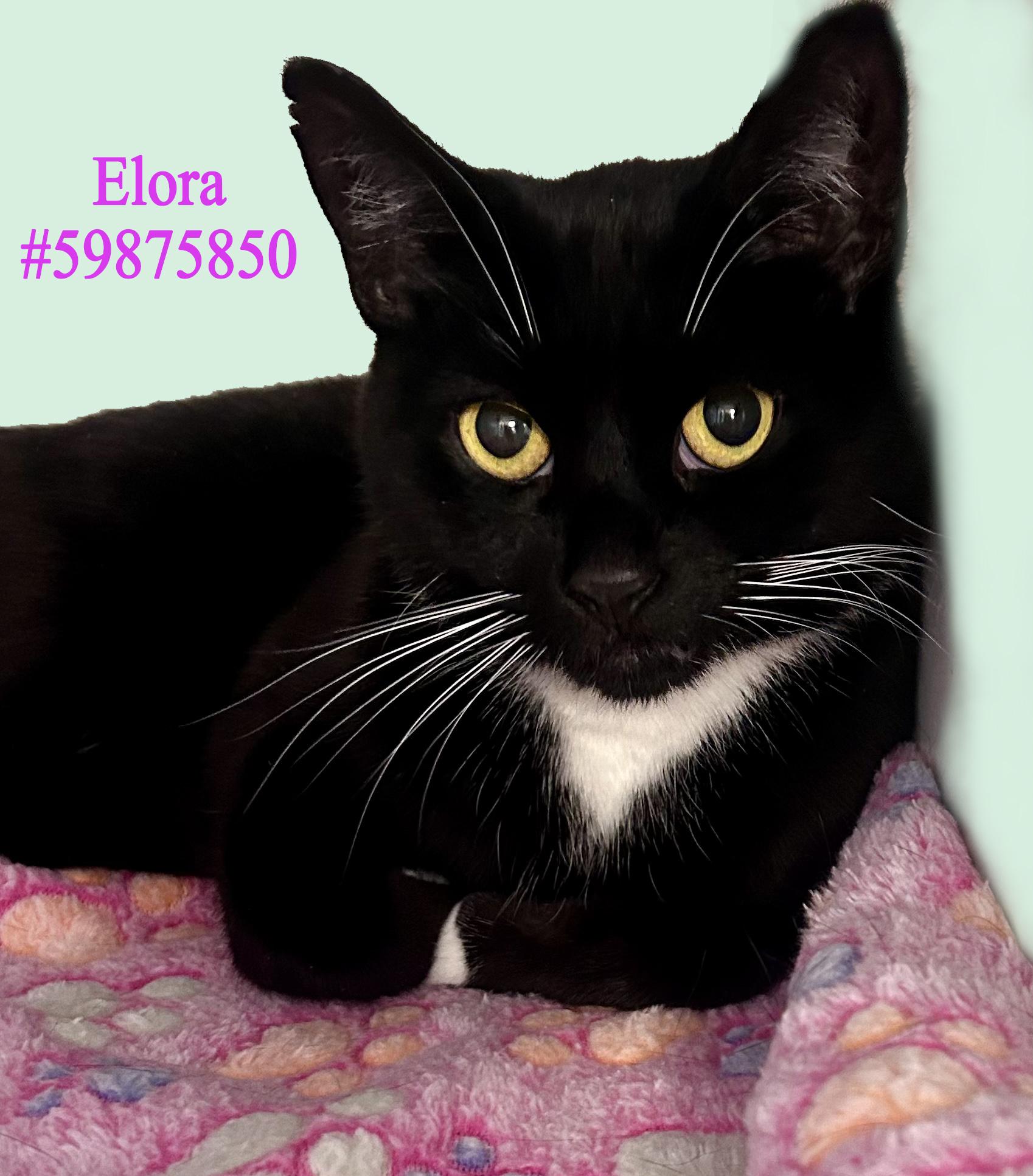 Enlarge Elora, a ADOPTABLE Tuxedo in Wilkes Barre, PA image 1/1