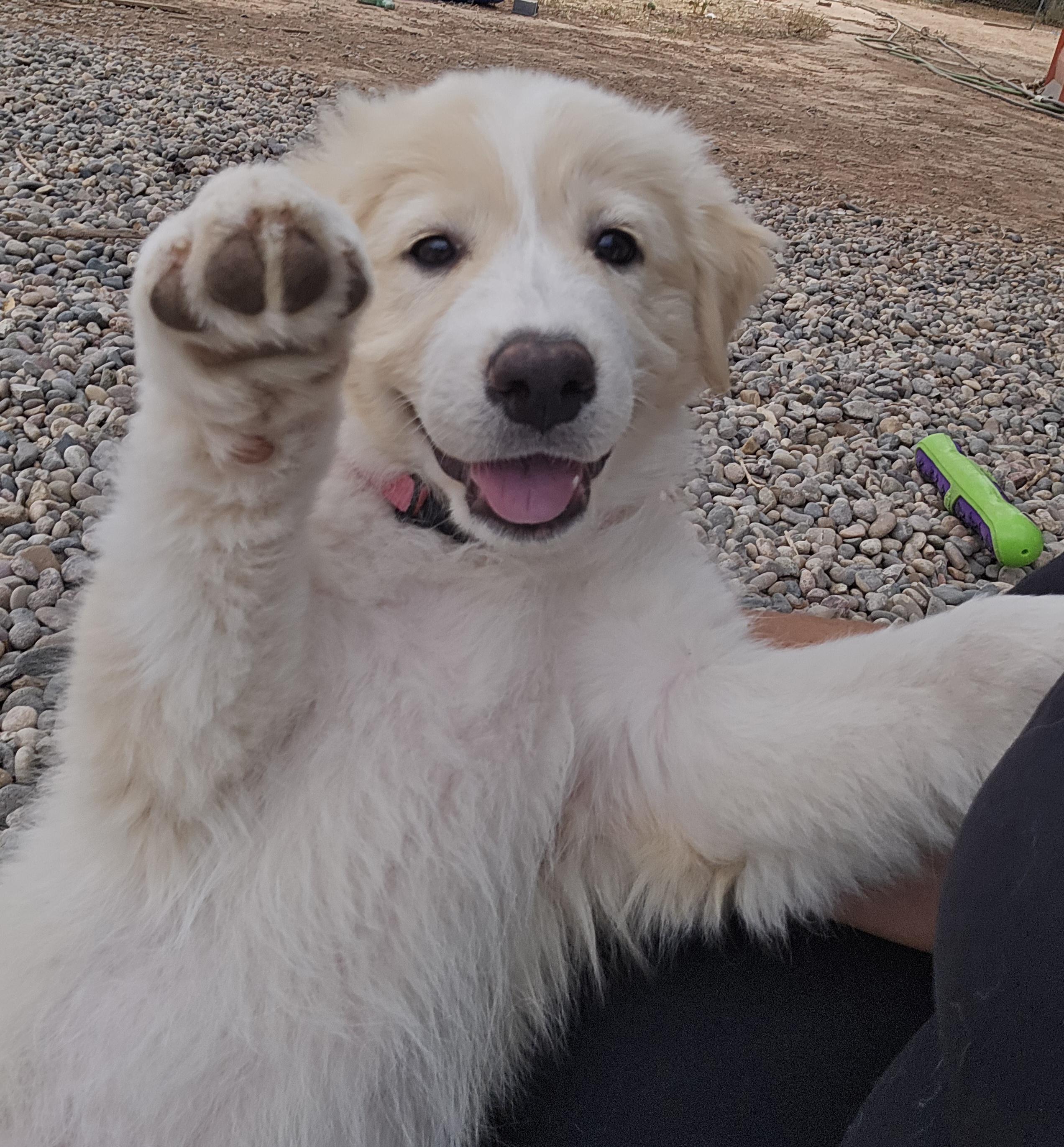 Enlarge FRAPPE, a Adopted mixed breed in Peralta, NM image 1/5