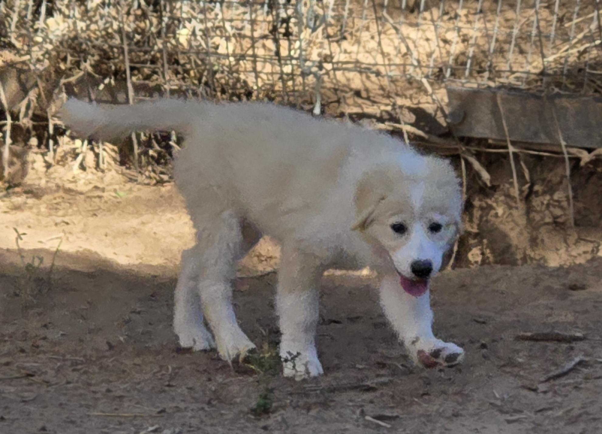 Enlarge FRAPPE, a Adopted mixed breed in Peralta, NM image 2/5