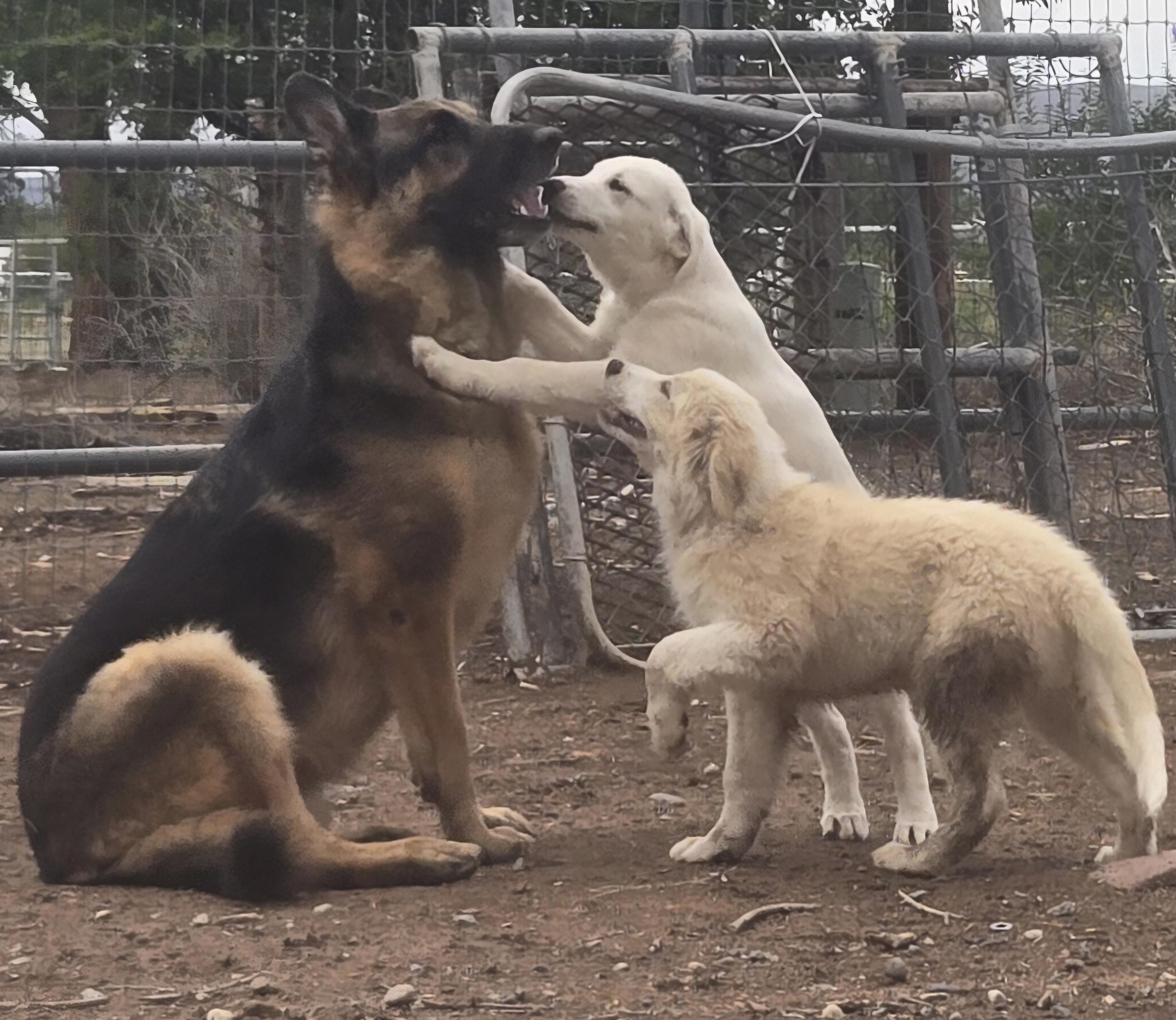 Enlarge FRAPPE, a Adopted mixed breed in Peralta, NM image 5/5