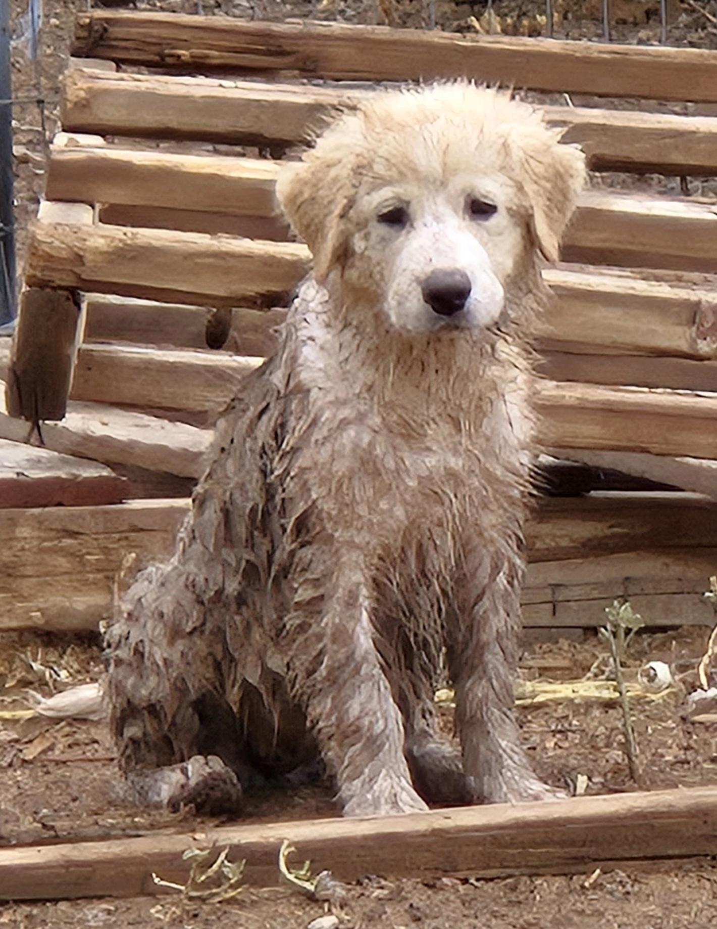 Enlarge FRAPPE, a Adopted mixed breed in Peralta, NM image 3/5