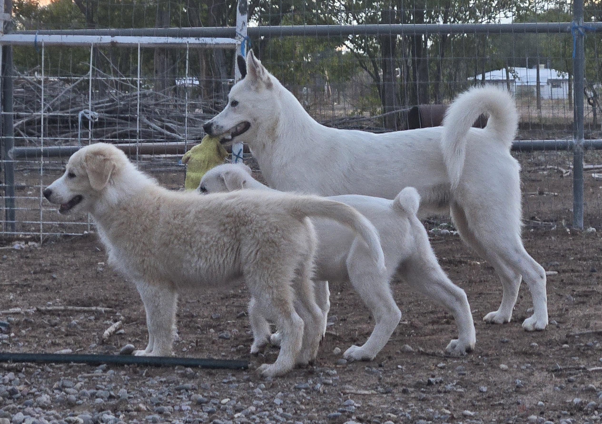 Enlarge FRAPPE, a Adopted mixed breed in Peralta, NM image 4/5
