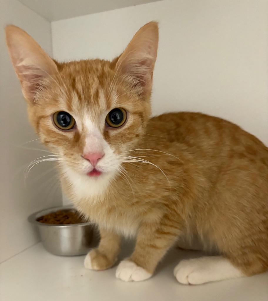 Enlarge Harry, a Adoptable mixed breed in Huntington, IN image 1/2