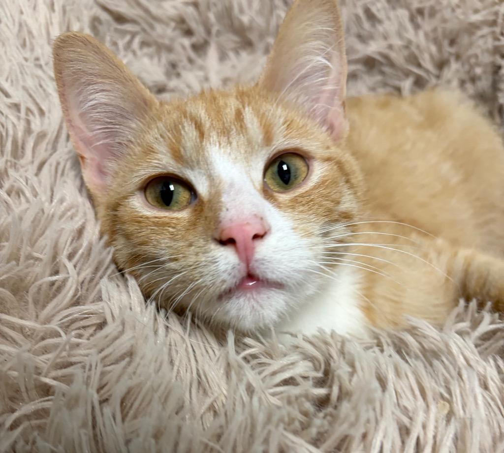 Enlarge Harry, a Adoptable mixed breed in Huntington, IN image 2/2