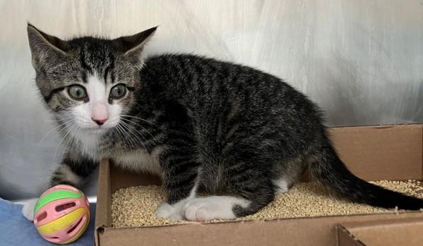 Aaron, Adoptable, Kitten Male Domestic Short Hair.