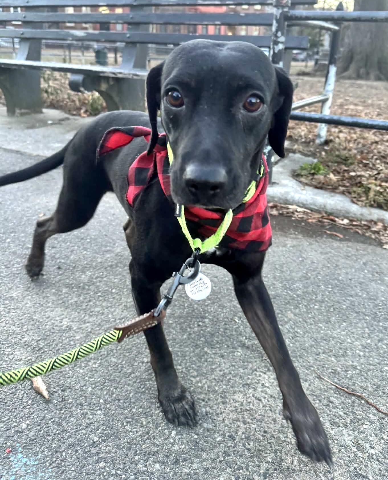 Enlarge Simone, a Adoptable mixed breed in Brooklyn, NY image 3/6