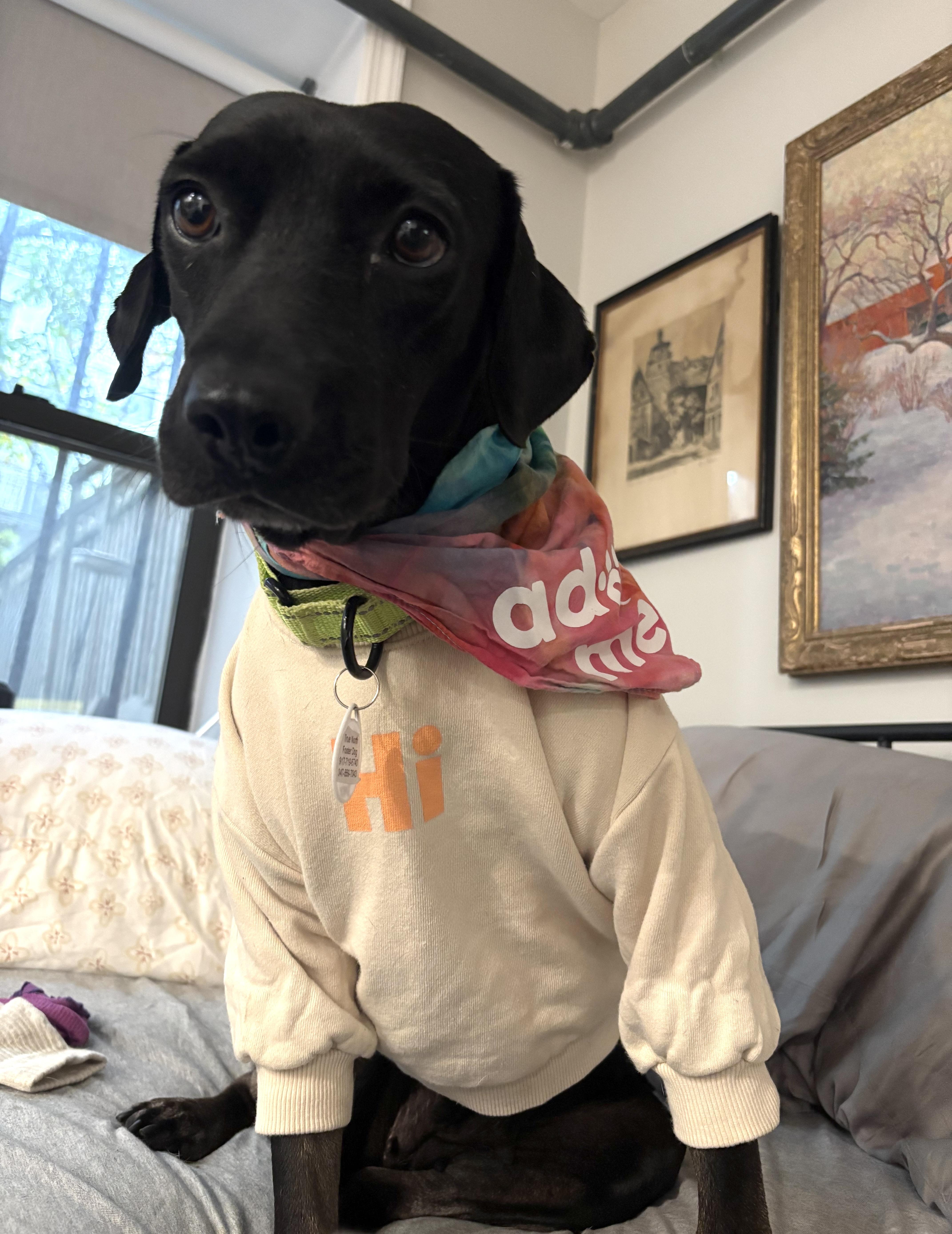 Enlarge Simone, a Adoptable mixed breed in Brooklyn, NY image 4/6