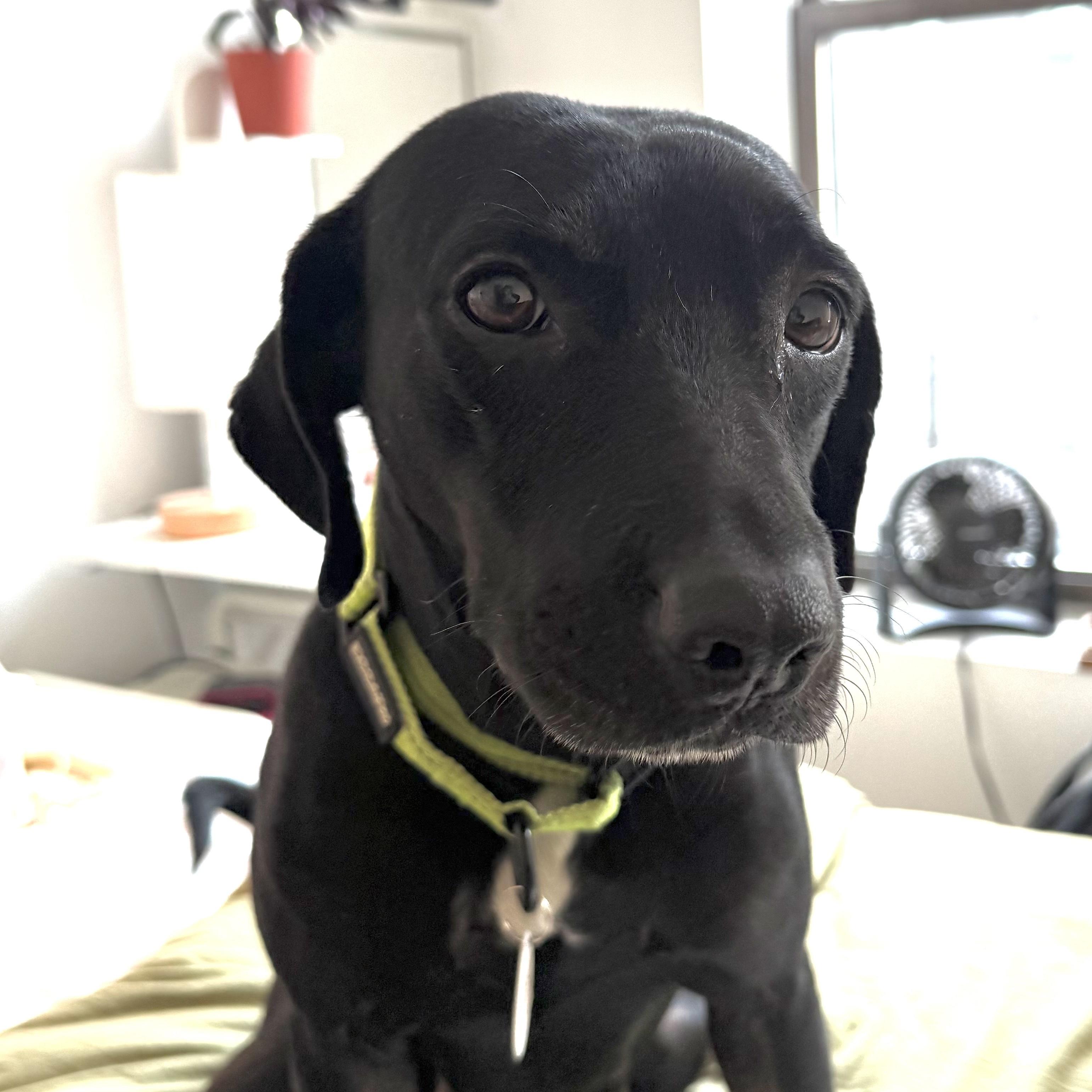 Simone, Adoptable, Adult Female Chiweenie & Labrador Retriever.