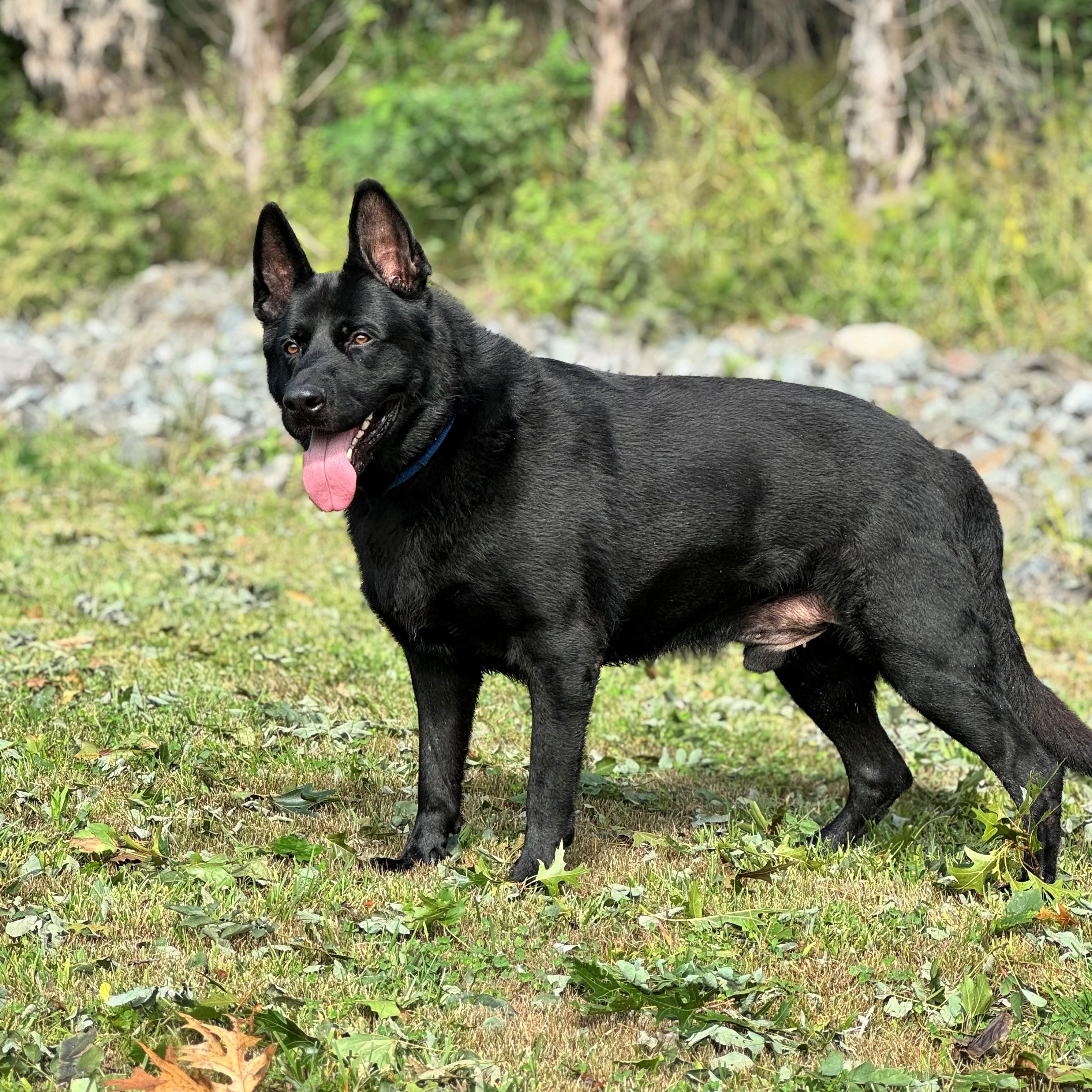 Enlarge Rock, a Adoptable German Shepherd Dog in Syosset, NY image 1/1