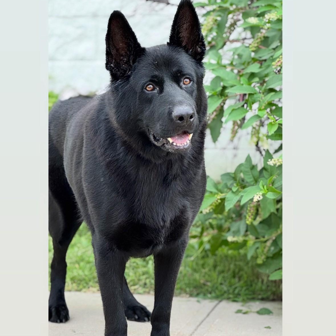 Rock, ADOPTABLE, Adult Male German Shepherd Dog.