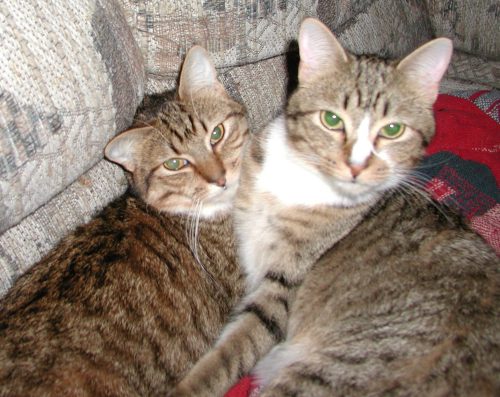 Enlarge Hewy & Dewy, a Adoptable mixed breed in Clementon, NJ image 1/2