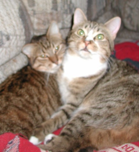 Enlarge Hewy & Dewy, a Adoptable mixed breed in Clementon, NJ image 2/2