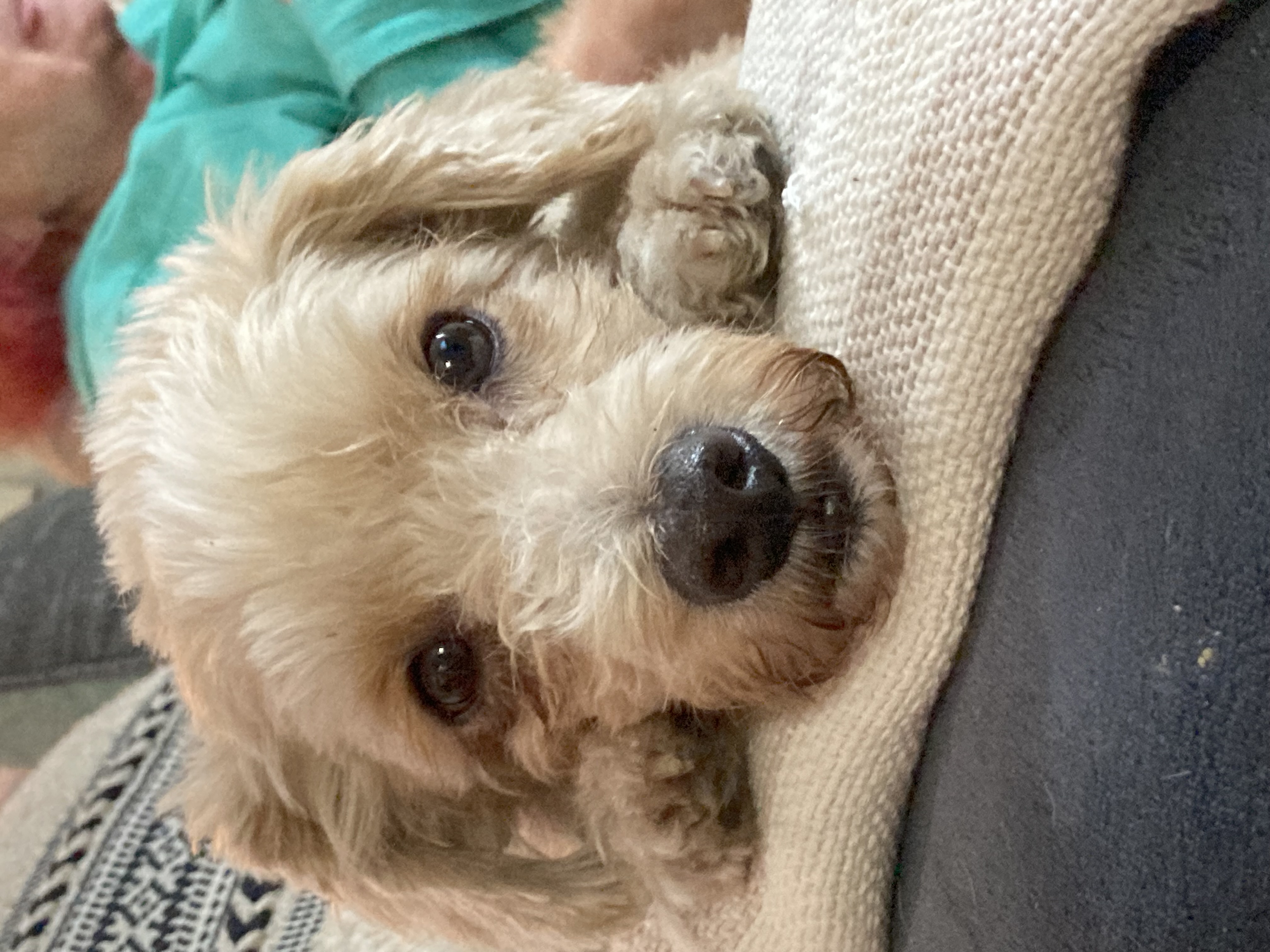 Jay, Adopted, Adult Male Poodle.
