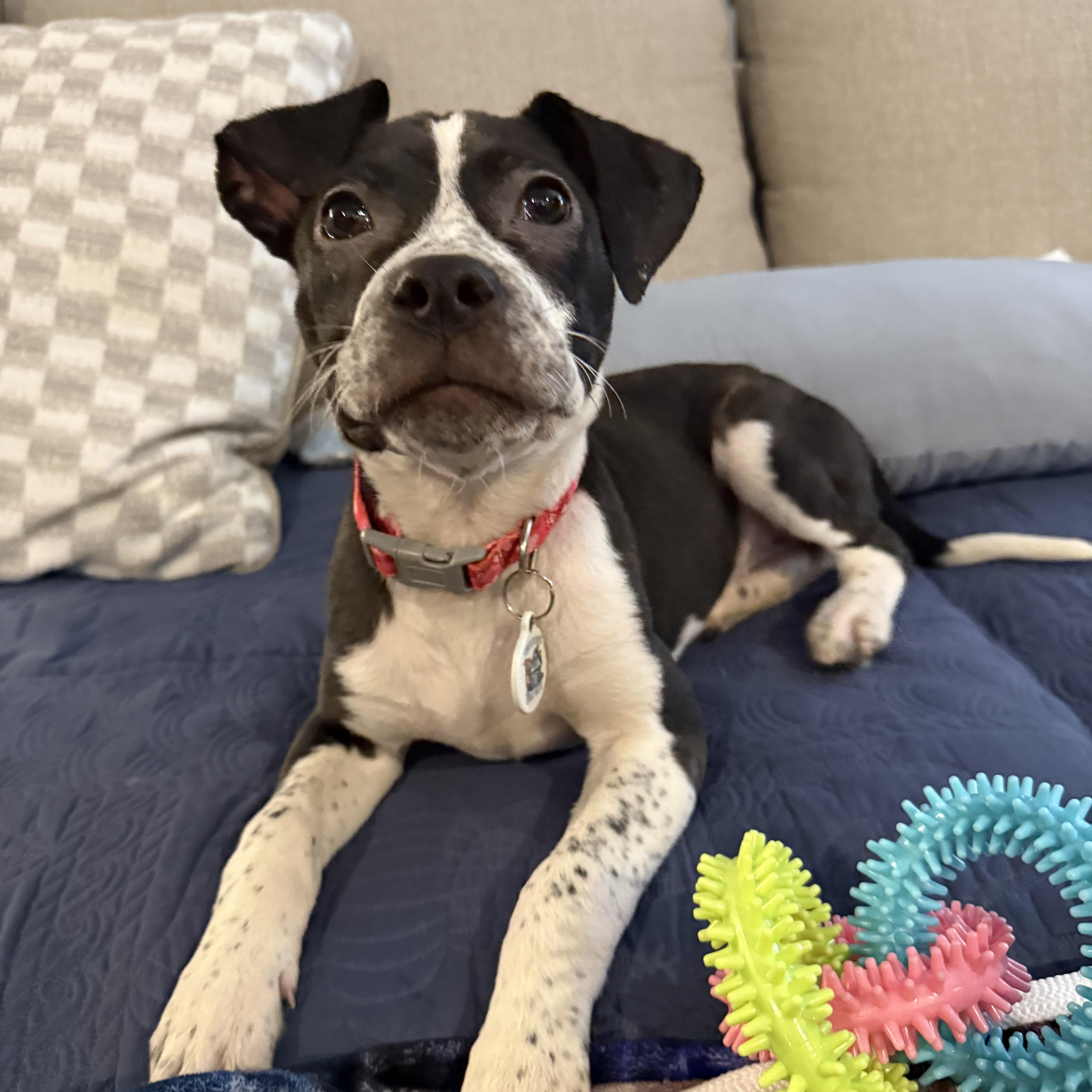 Enlarge Raven, a ADOPTABLE mixed breed in Washington, DC image 6/6