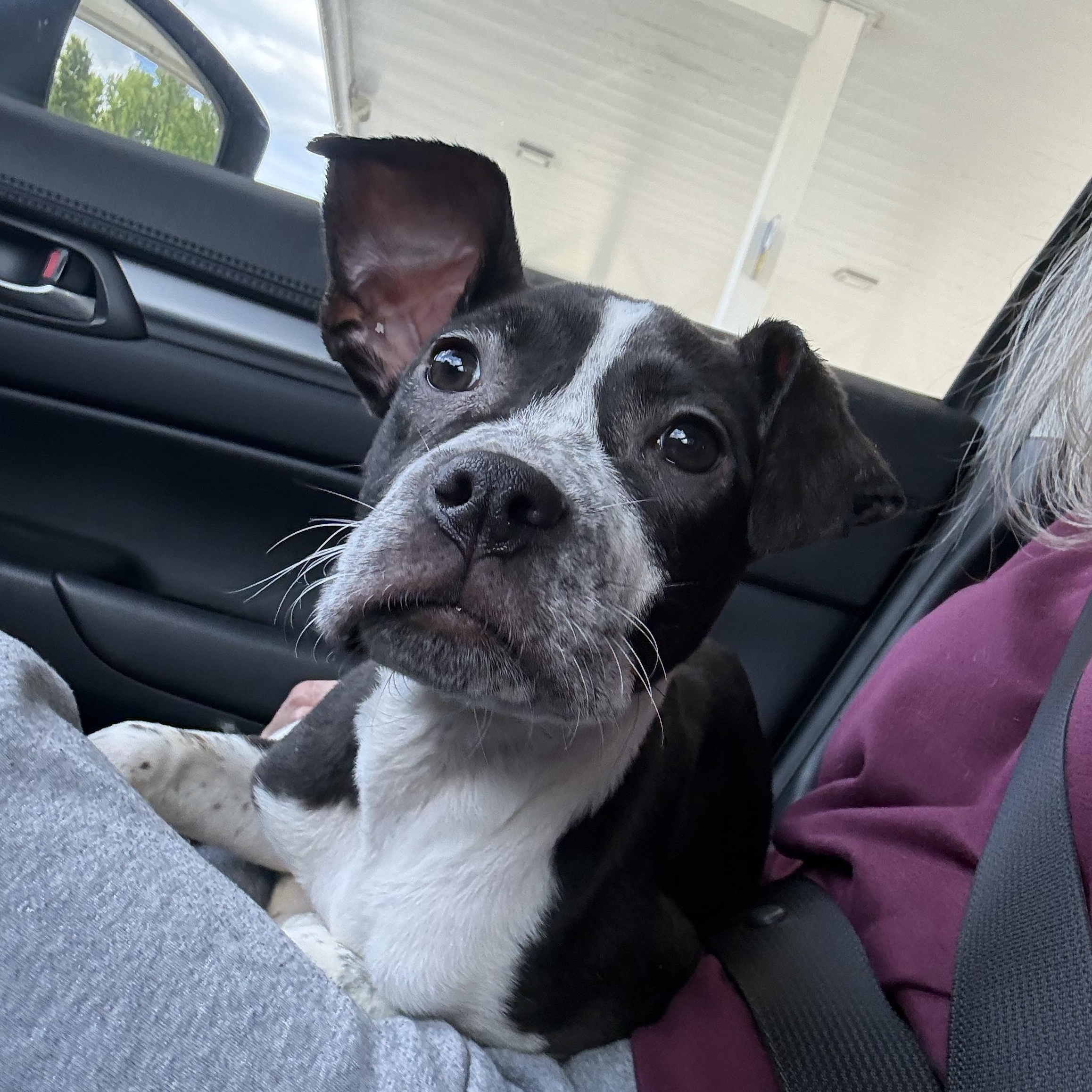 Enlarge Raven, a ADOPTABLE mixed breed in Washington, DC image 2/6