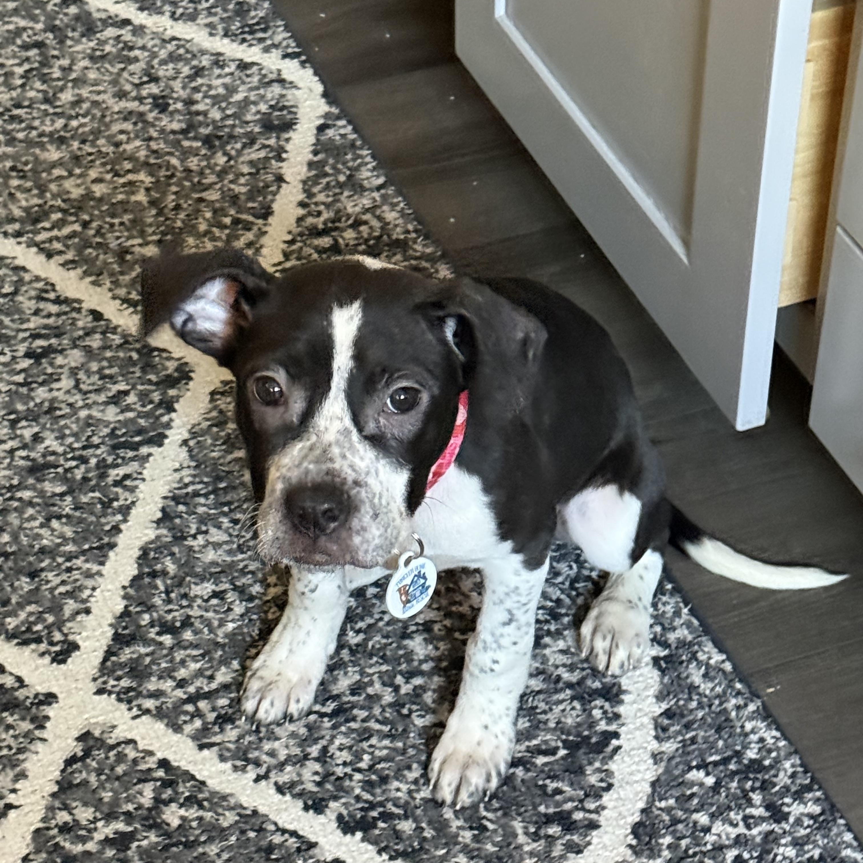 Enlarge Raven, a ADOPTABLE mixed breed in Washington, DC image 3/6
