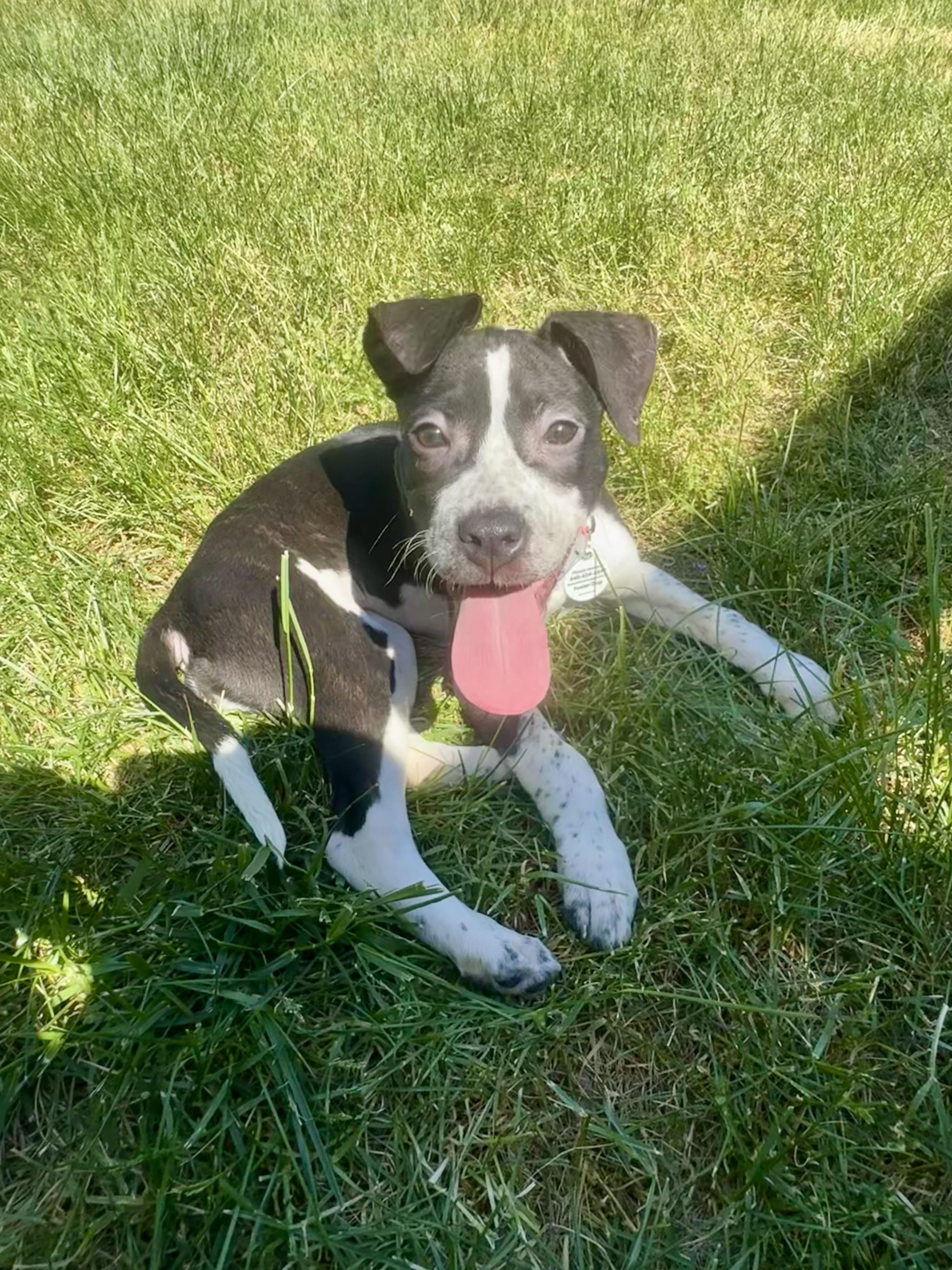 Enlarge Raven, a ADOPTABLE mixed breed in Washington, DC image 5/6