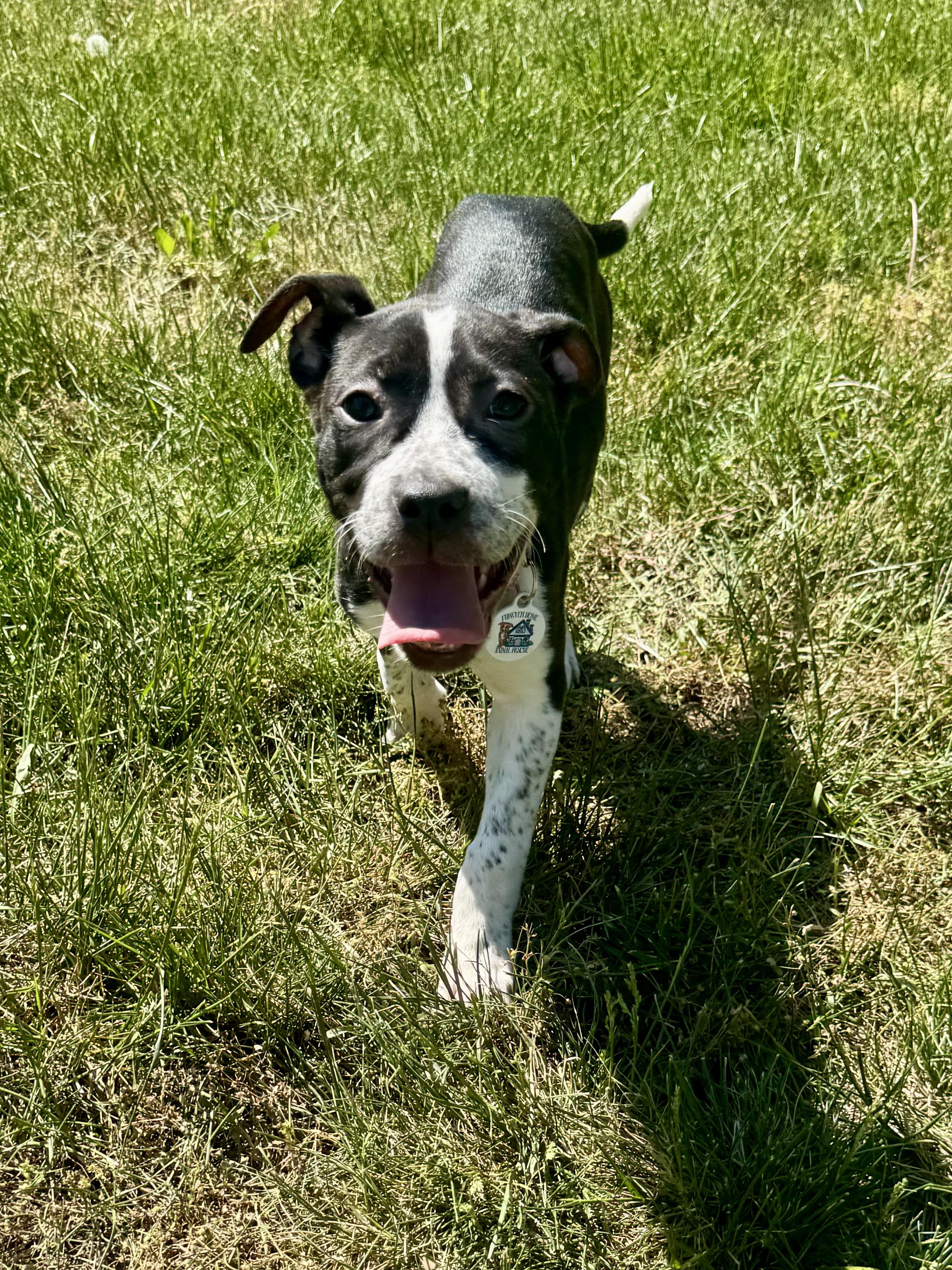 Enlarge Raven, a ADOPTABLE mixed breed in Washington, DC image 4/6