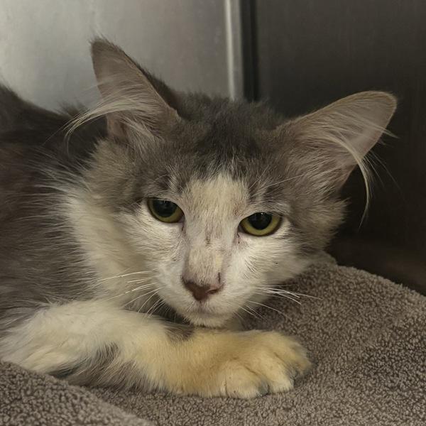 Cheshire, Adoptable, Adult Male Domestic Medium Hair.