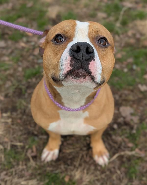 Enlarge Drama Llama, a Adoptable mixed breed in Richmond, VA image 1/4