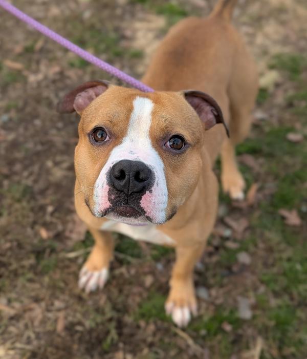 Enlarge Drama Llama, a Adoptable mixed breed in Richmond, VA image 2/4