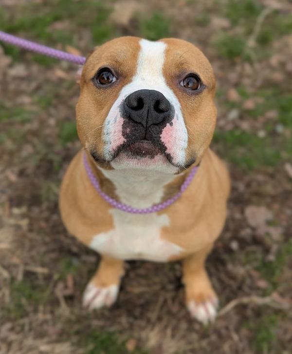 Enlarge Drama Llama, a Adoptable mixed breed in Richmond, VA image 3/4