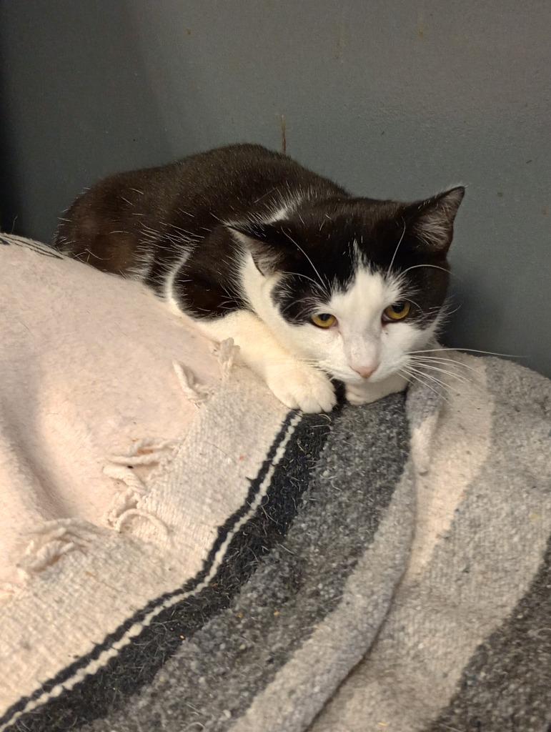 Lula, Adoptable, Young Female Domestic Short Hair.