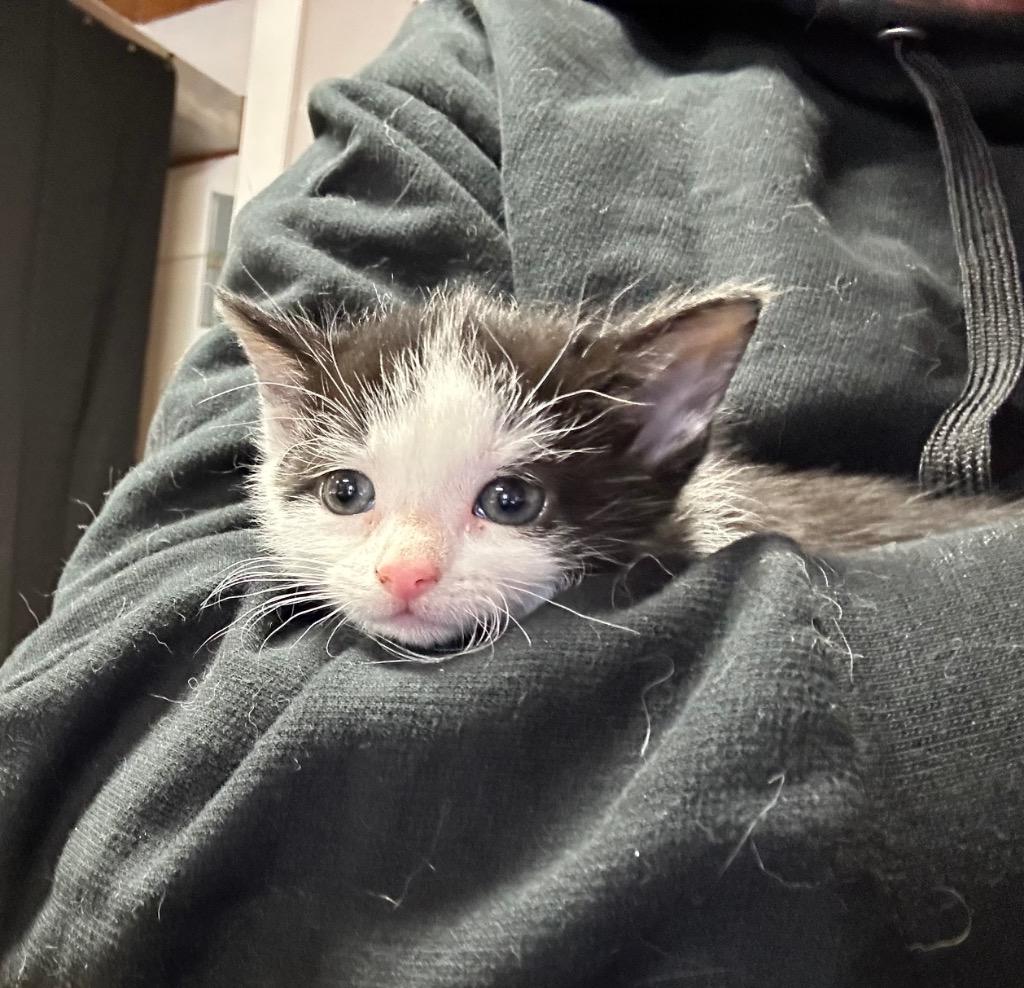 Lula, Adoptable, Young Female Domestic Short Hair.