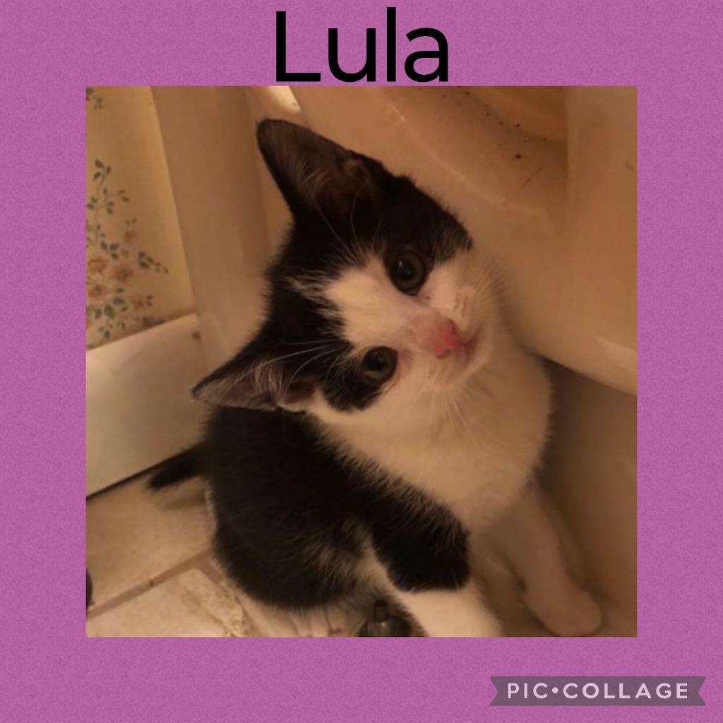 Lula, a Adoptable mixed breed in LIberty, NY image 3/4