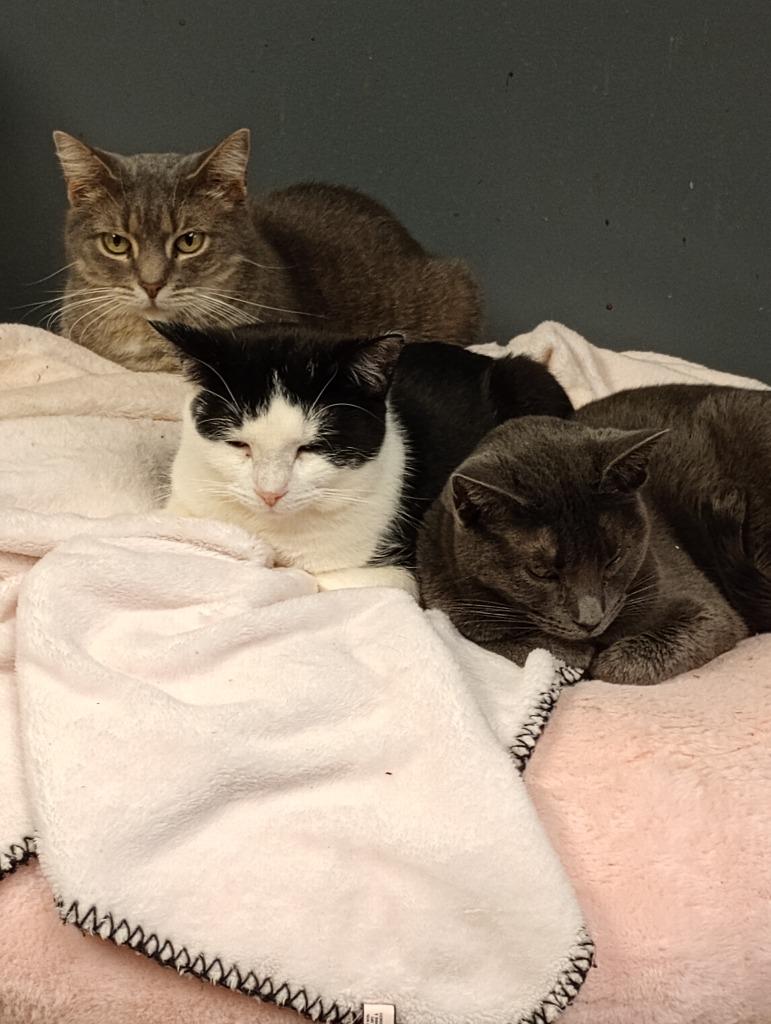 Lula, a Adoptable mixed breed in LIberty, NY image 3/4