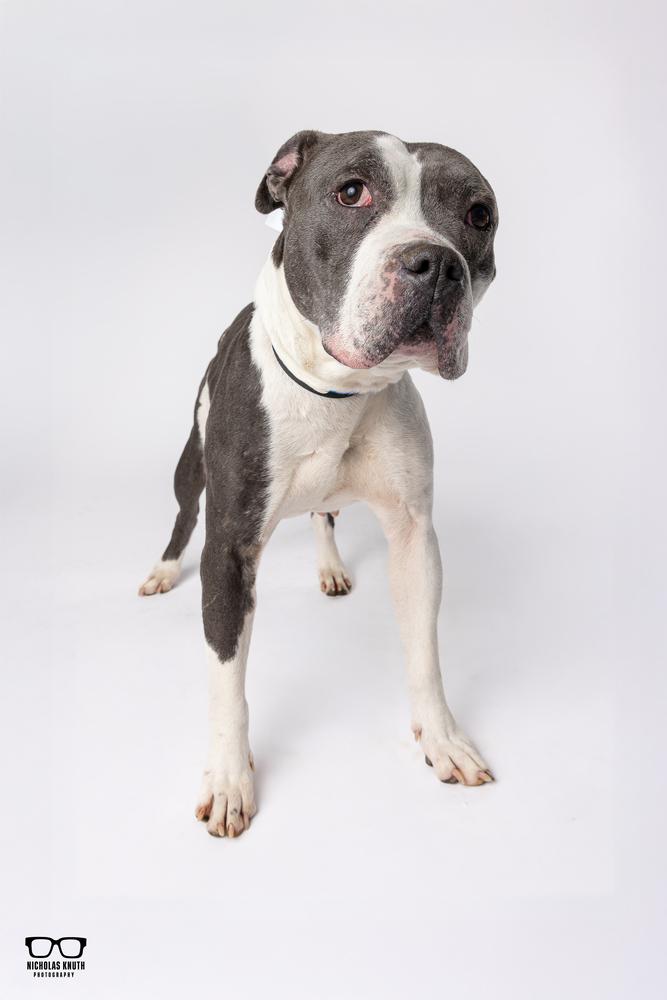 Mara, Adoptable, Adult Female Pointer & Pit Bull Terrier.