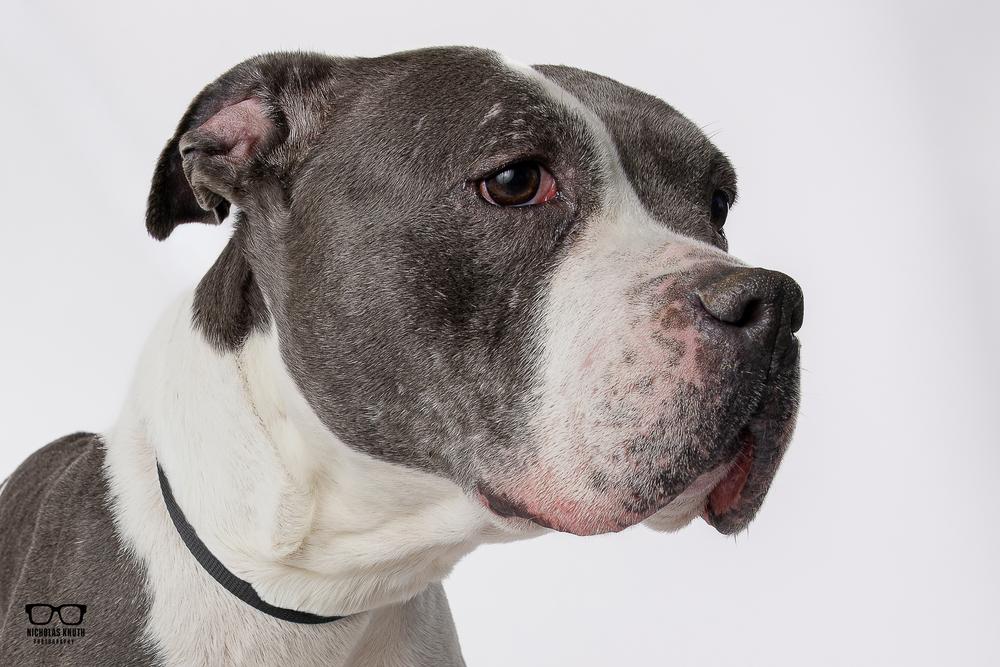 Mara, Adoptable, Adult Female Pointer & Pit Bull Terrier.