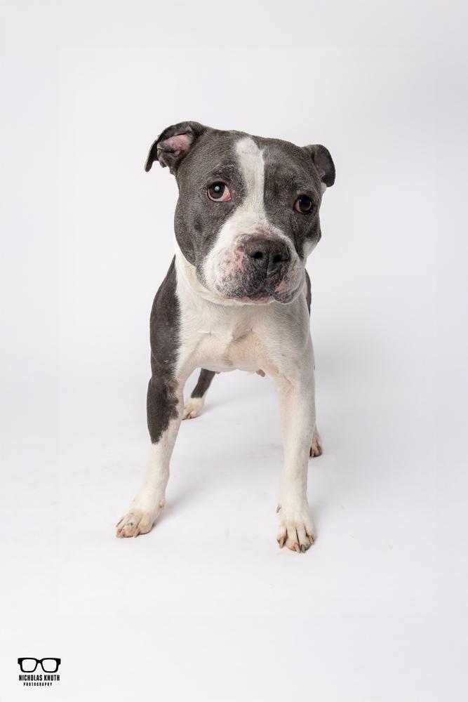 Enlarge Mara, a Adoptable mixed breed in Palatine, IL image 3/6
